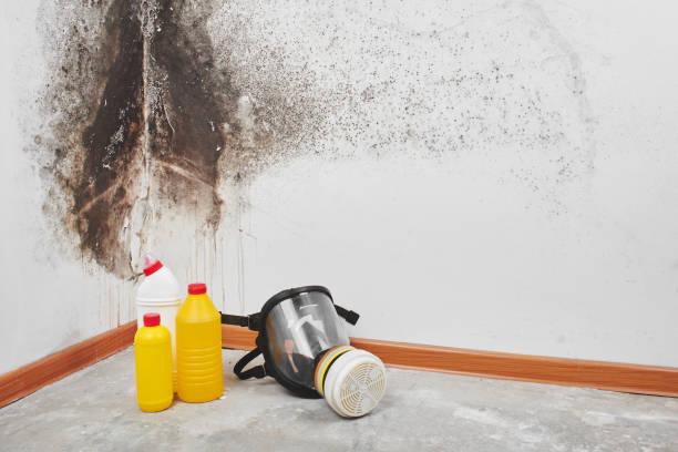 Mold Removal Process in Hagan, GA