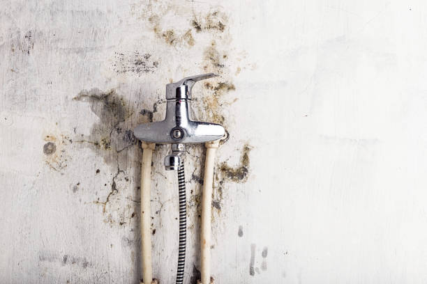 Trusted Hagan, GA Mold Removal Experts