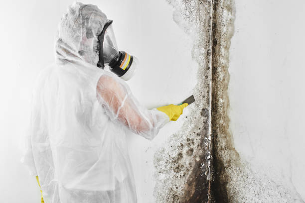 Best Attic Mold Removal  in Han, GA