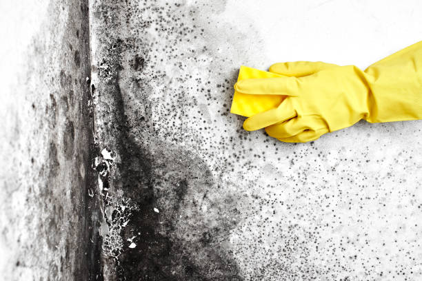 Best Same-Day Mold Removal  in Han, GA