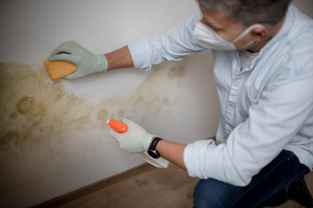 Best Fast Mold Removal  in Han, GA