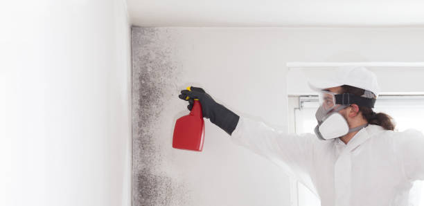 Best Toxic Mold Removal  in Han, GA
