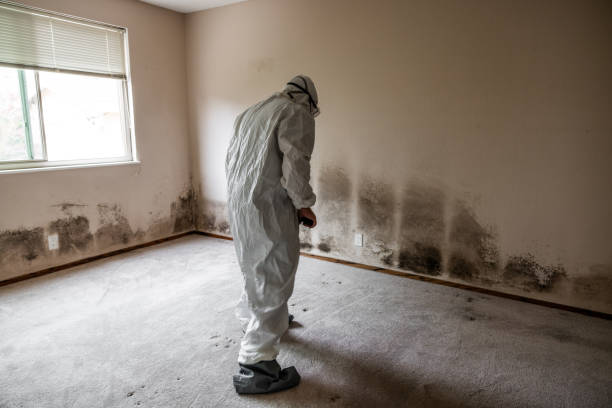Best Crawl Space Mold Removal  in Han, GA